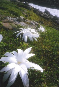 Flowers to the glacier 02