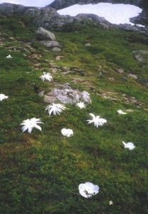 Flowers to the glacier 03